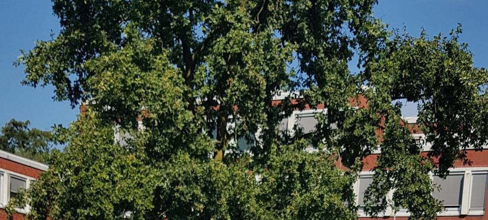 KREIS: Kleine Filme für Klima-Wettbewerb