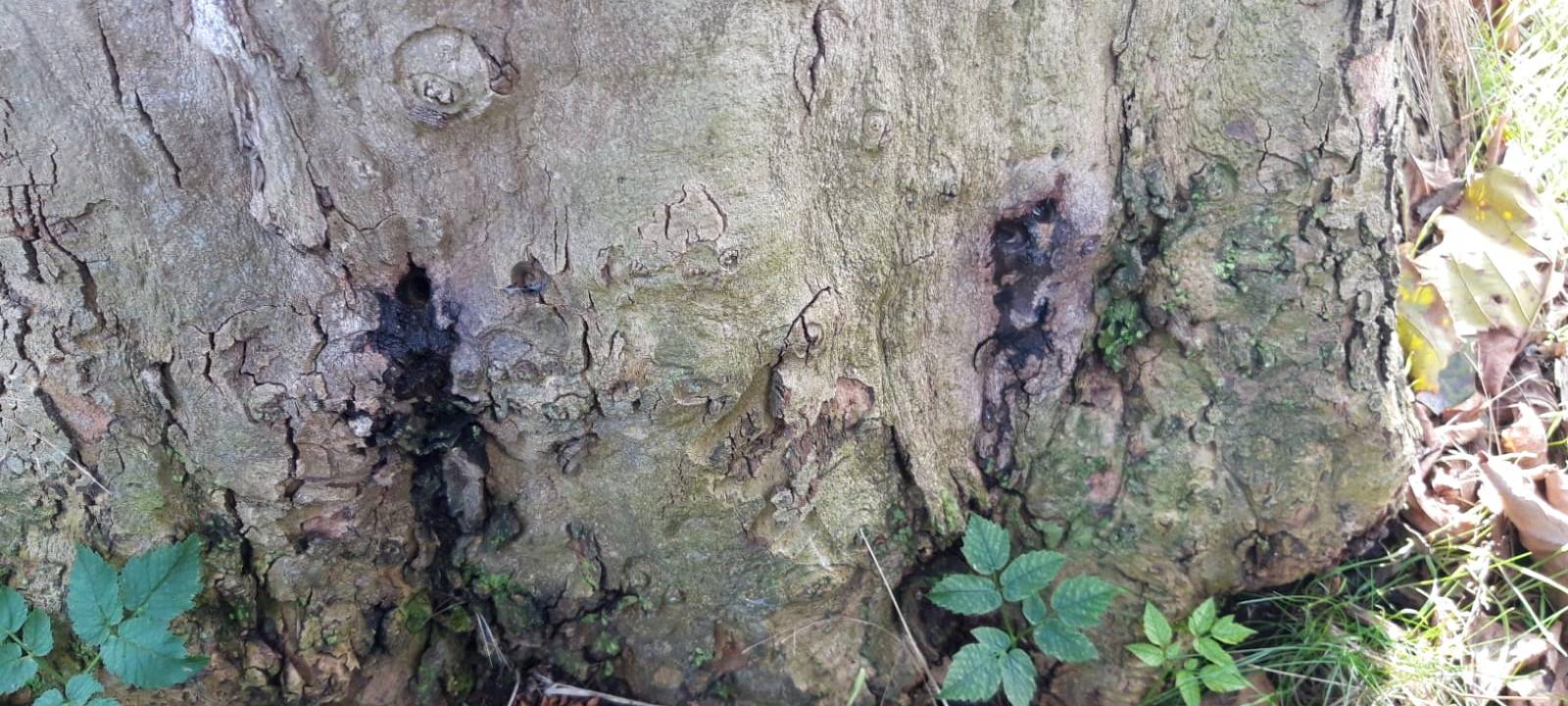 DÜLMEN: Unbekannte beschädigen Bäume