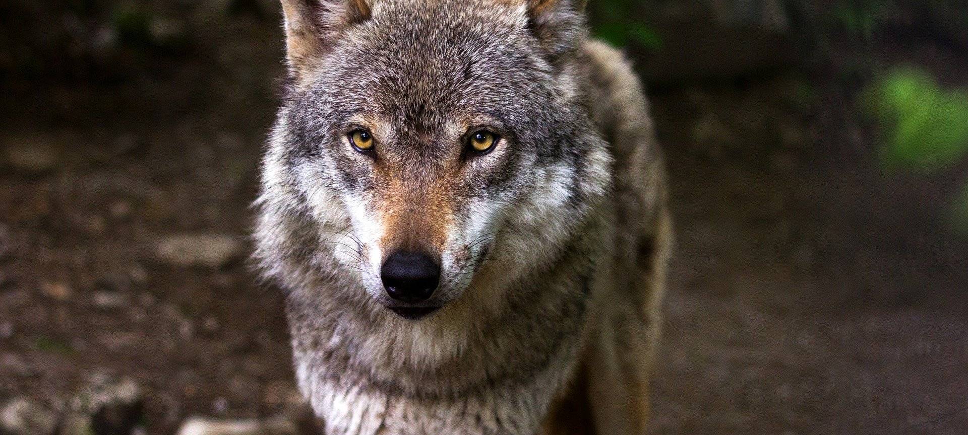 KREIS: Schäfer fordern Wolfsmanagement
