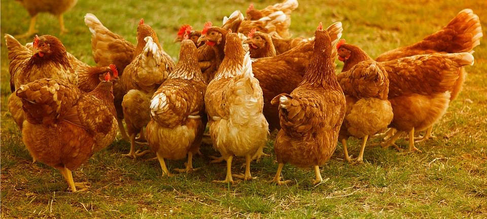 KREIS: Vorsicht vor der Geflügelpest