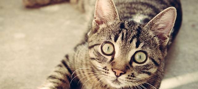 KREIS: Bringt Katzenkastrationspflicht was?