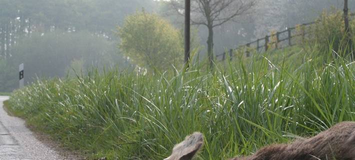 LETTE: Reh ausgewichen