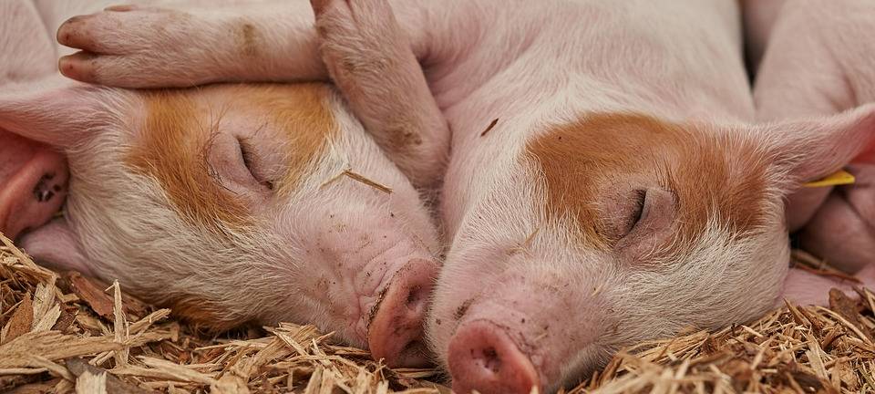 KREIS: Schweinebauern lassen ihre Wut raus