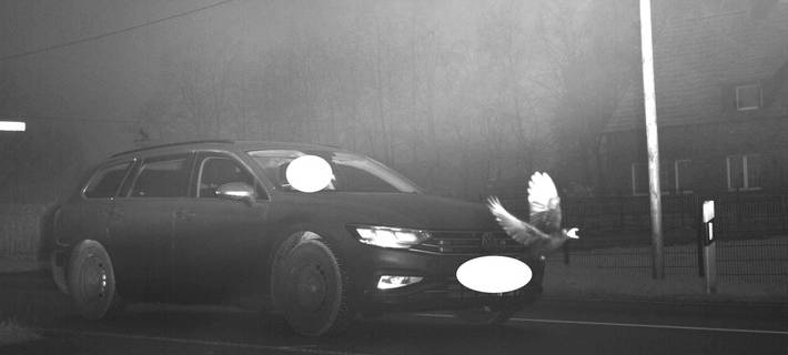 OTTMARSBOCHOLT: Vogel auf Blitzerfoto