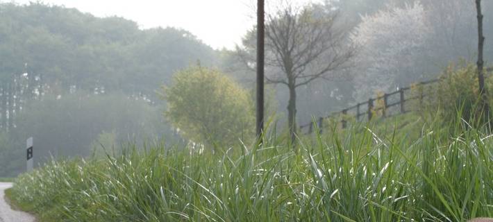 KREIS: Projekt gegen Wildunfälle