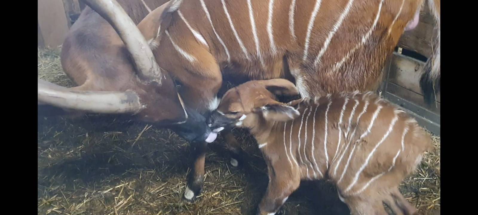 MÜNSTER: Antilopen-Nachwuchs im Zoo