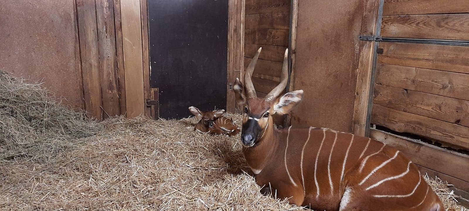 MÜNSTER: Antilopen-Nachwuchs im Zoo
