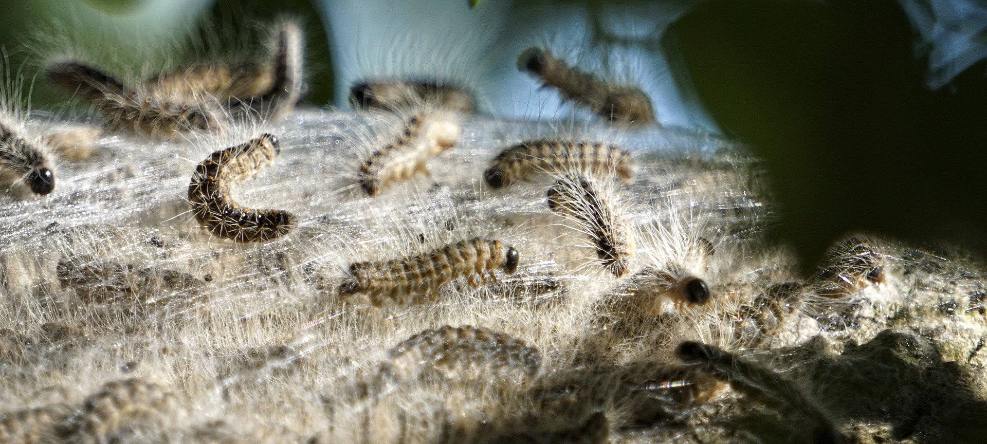 KREIS: Konzepte gegen Eichenprozessionsspinner