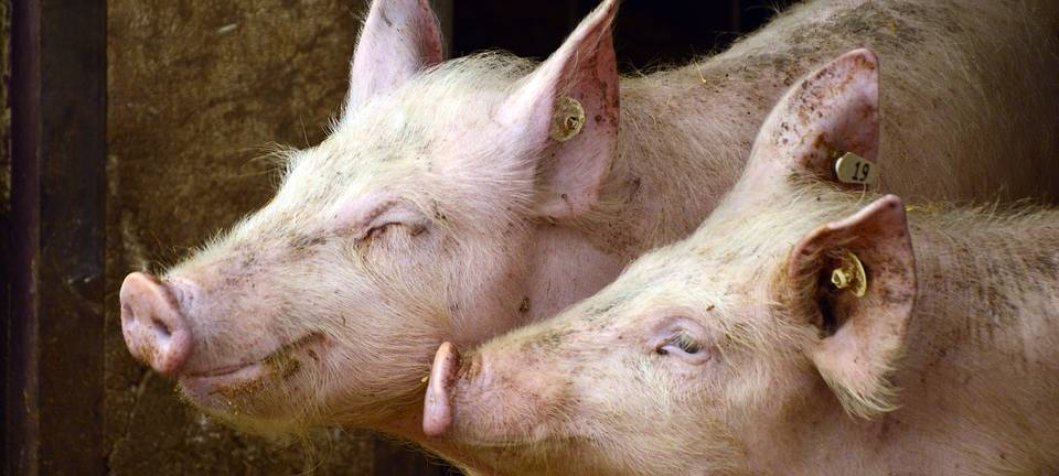 DÜLMEN: Ermittlungen gegen Schweinebetrieb