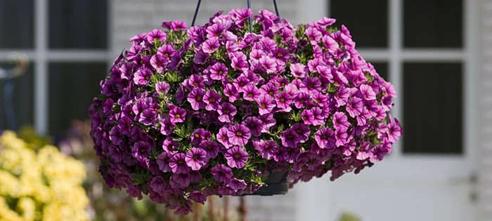 COESFELD: Blumenampeln für mehr Insekten
