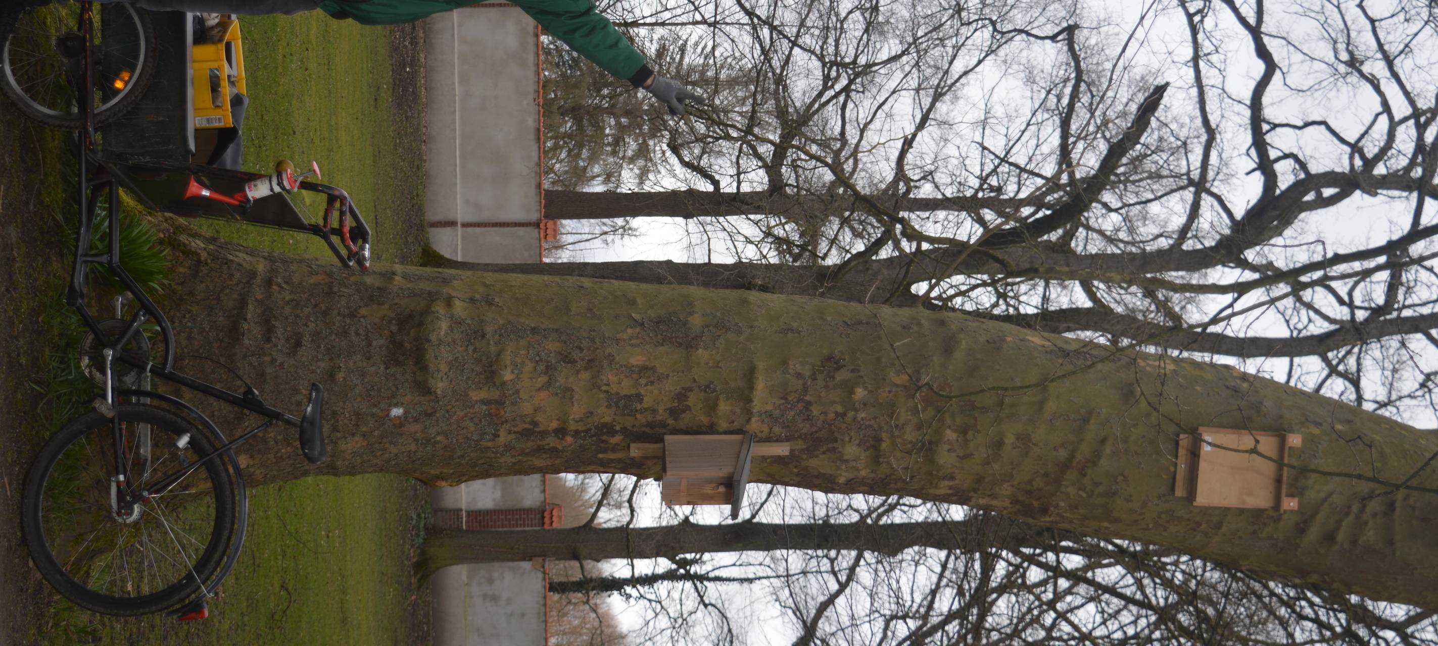 LÜDINGHAUSEN: Fledermauskästen für die Stadt