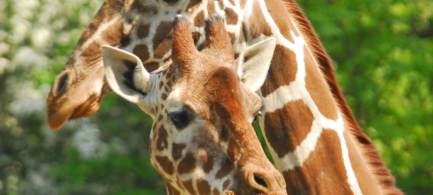 KREIS: Volle Museen und Tierparks an diesem Wochenende