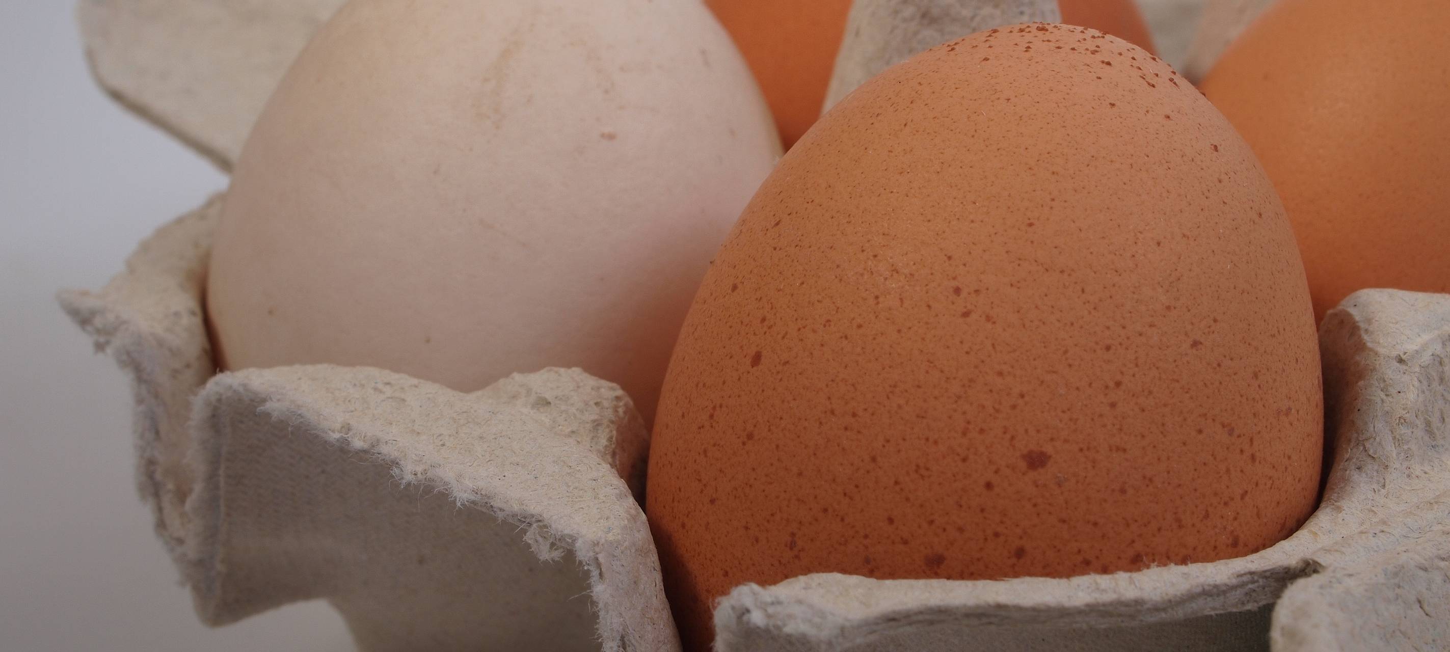 APPELHÜLSEN: Eierdieb gesucht