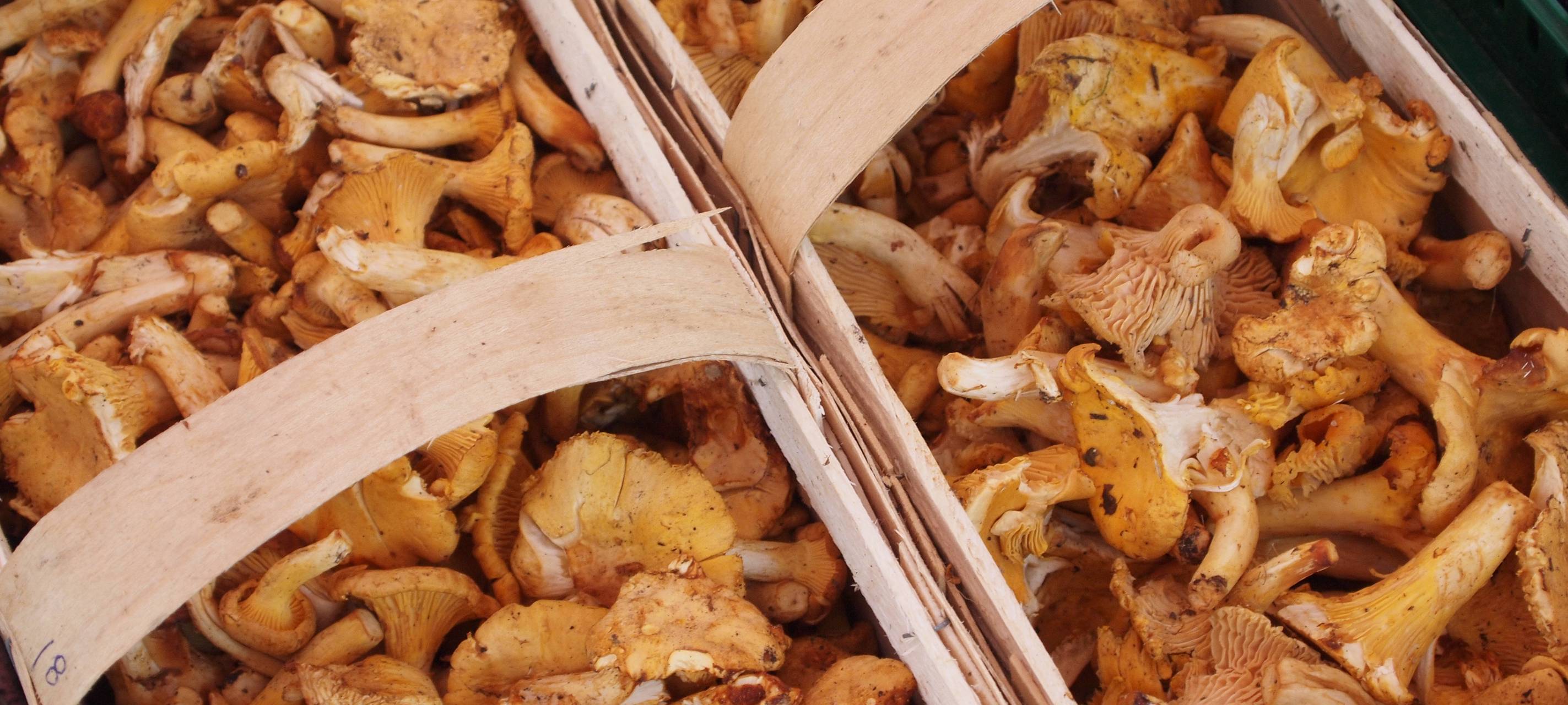 KREIS: Pilze sammeln