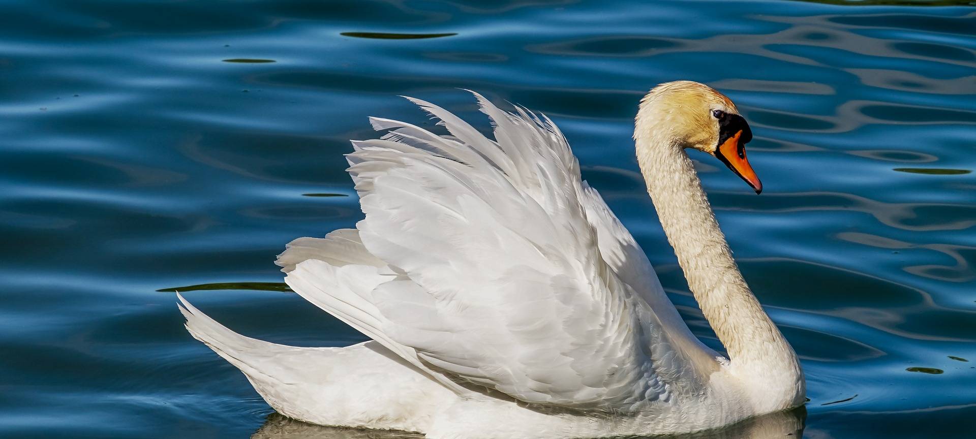 OLFEN: Schwan aus Lippe gerettet