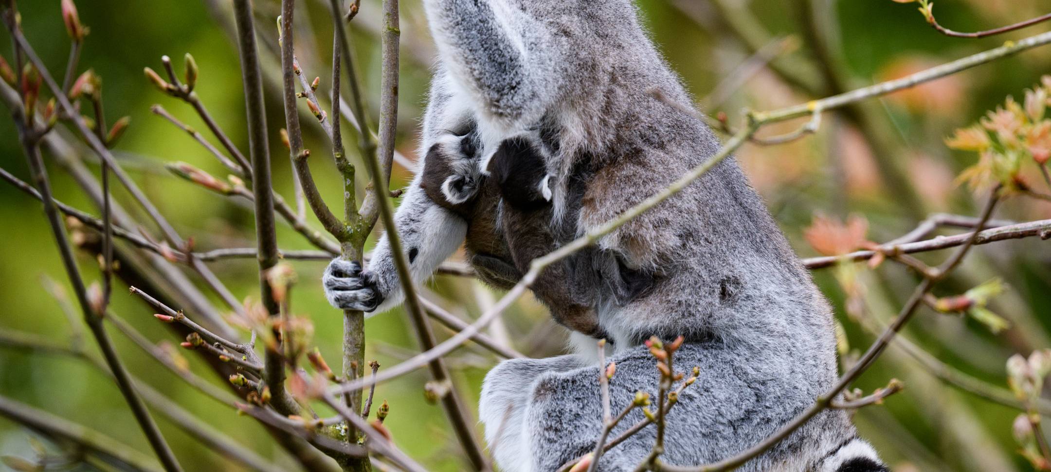 MÜNSTER: Zoobesuch ohne Test-Ergebnis