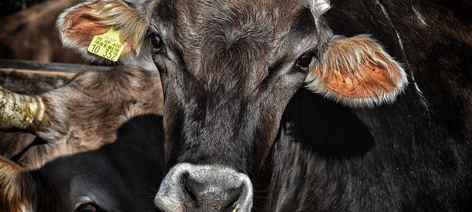 KREIS: Milchlandwirte protestieren