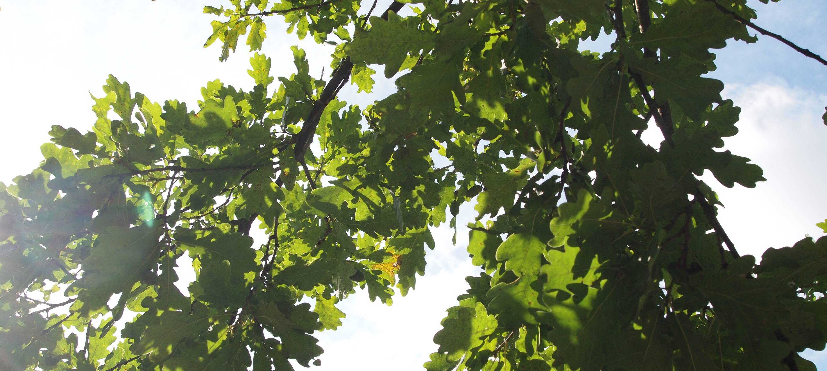 LÜDINGHAUSEN: Kampf um Erhalt von Bäumen geht weiter