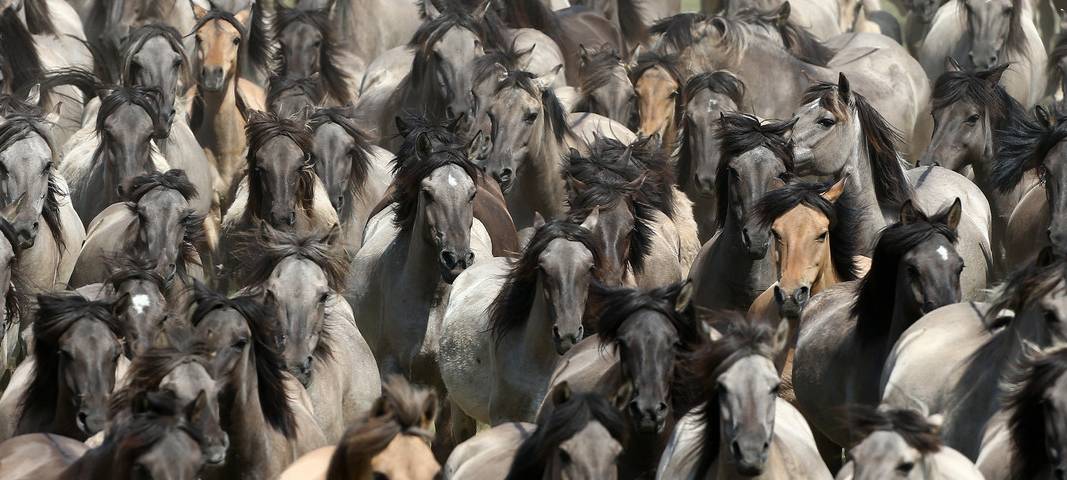 Samstag: Versteigerung Wildpferde