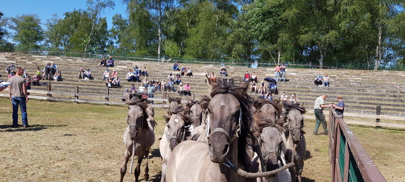 MERFELD: Wildpferdefang ohne Publikum