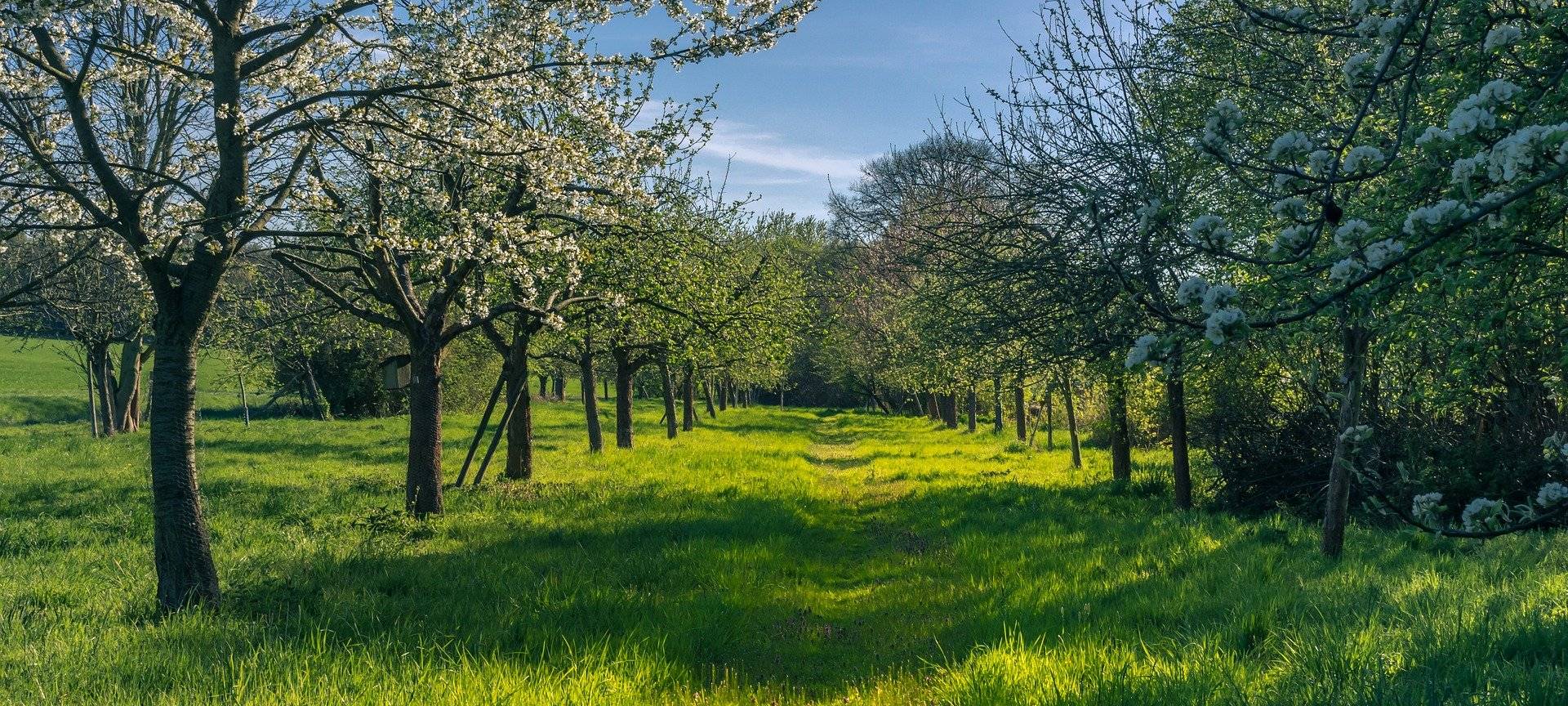 SENDEN: Jubelwiese