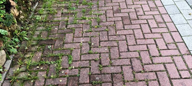 DÜLMEN: Ärger wegen Gestrüpp auf Radwegen