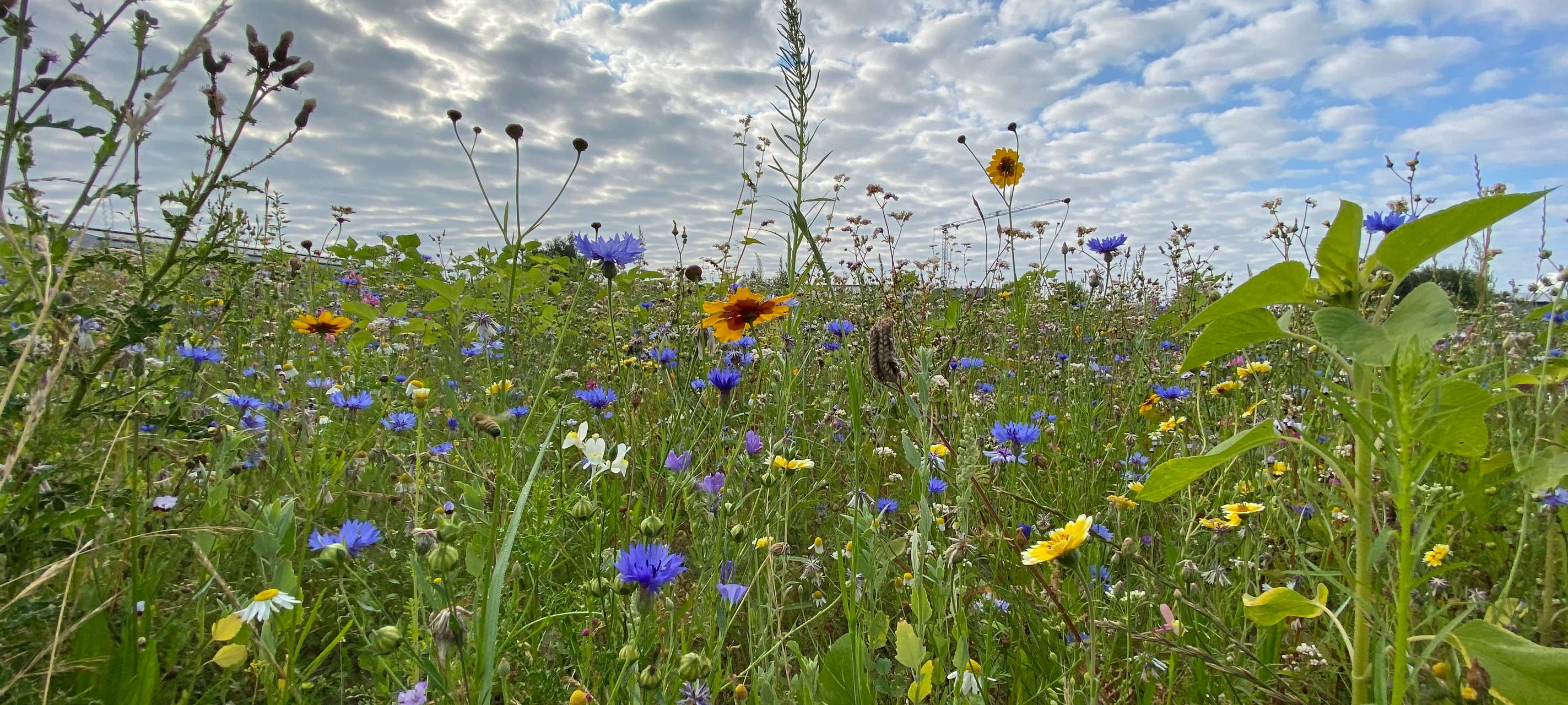 DÜLMEN: Klimaschutzumfrage