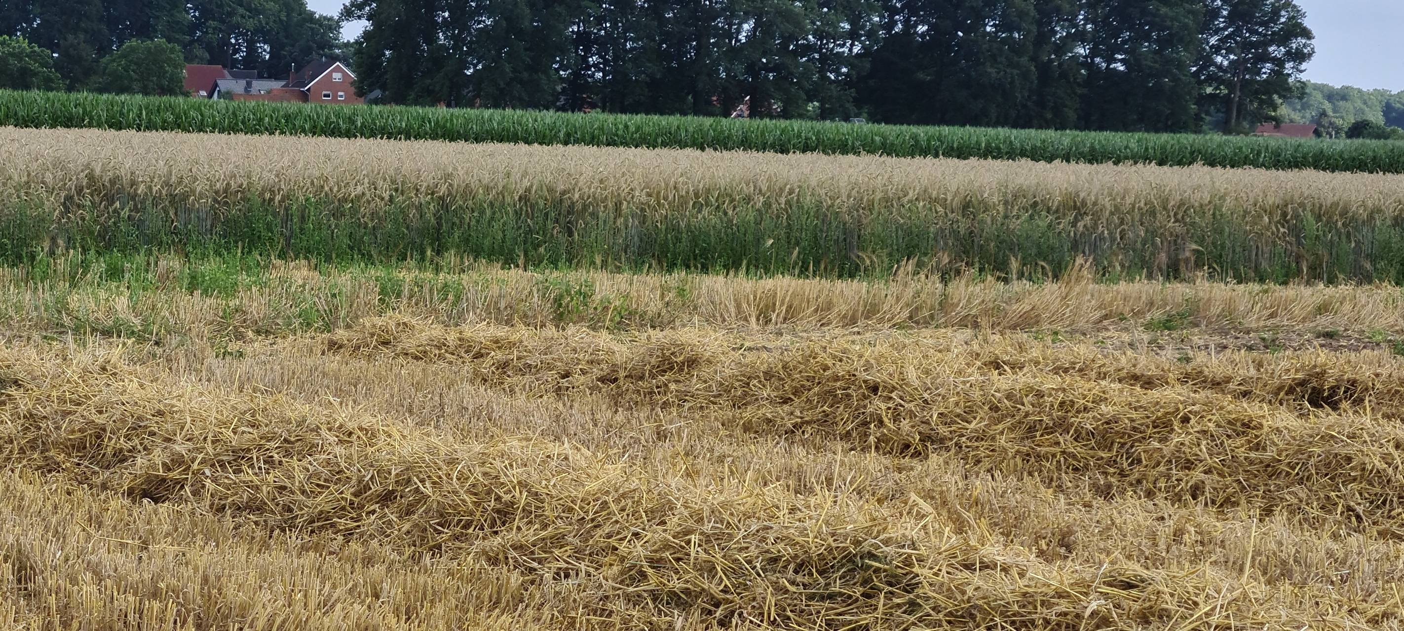 MÜNSTERLAND: Bringt Ernte genug Getreide?