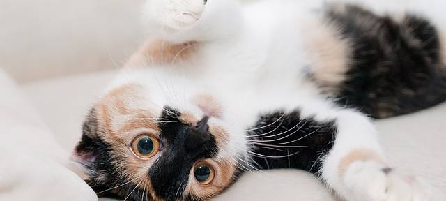 KREIS: Flut an Katzenbabies trotz Kastrationspflicht