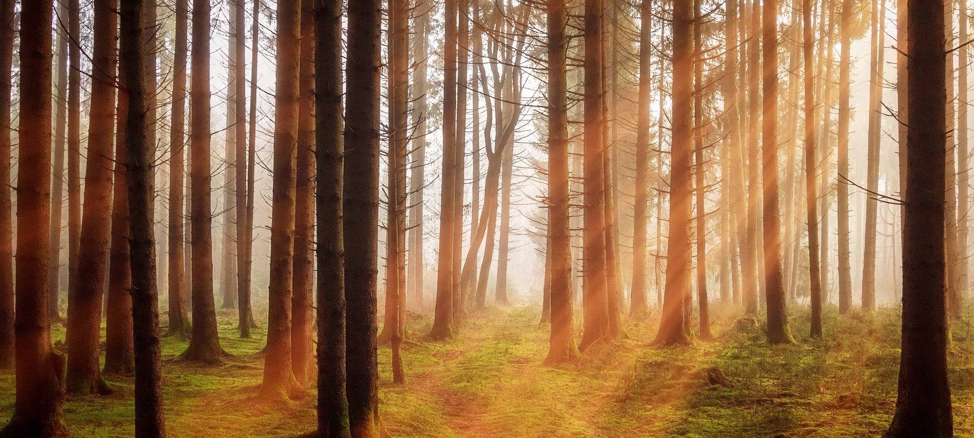 KREIS: Wälder gegen den Klimawandel