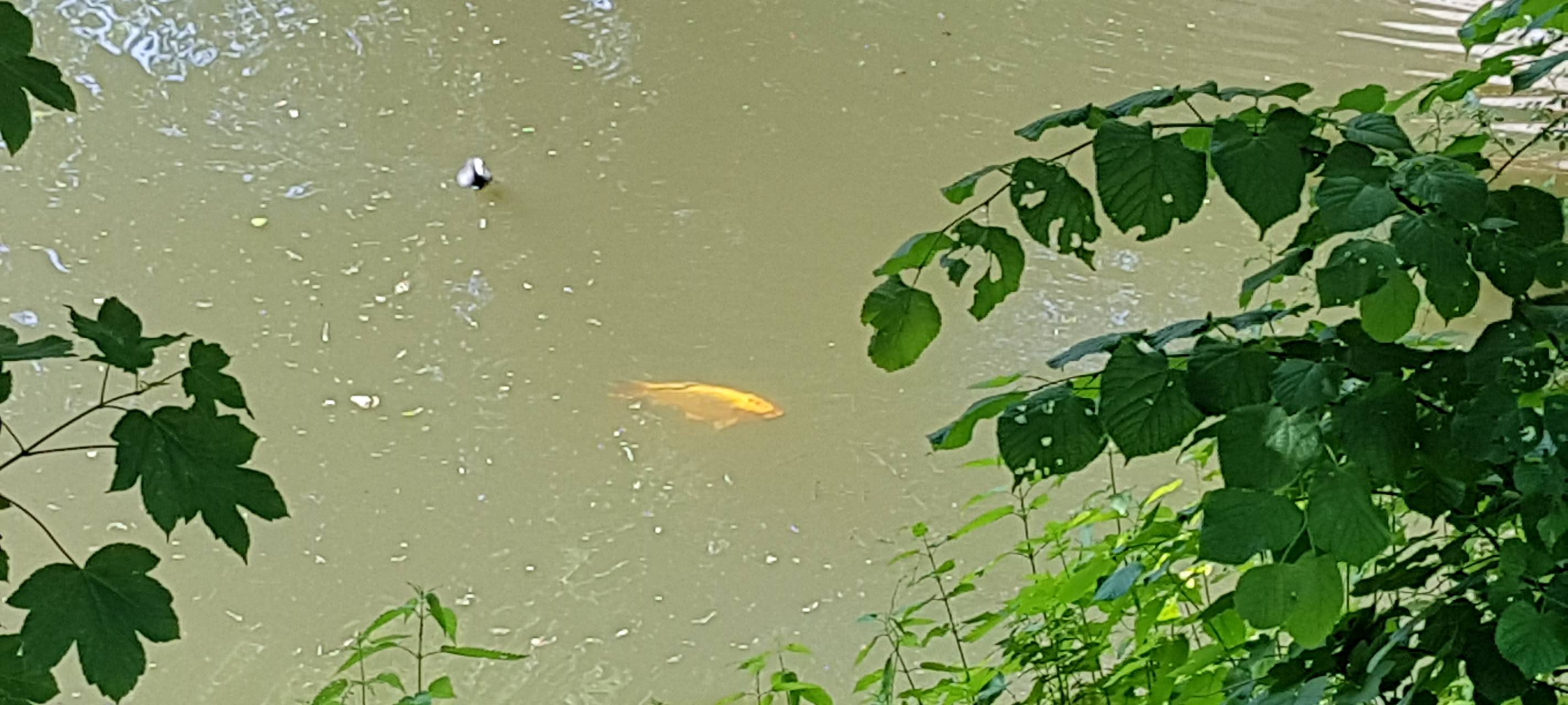 LÜDINGHAUSEN: Konzept gegen Enten-Sterben