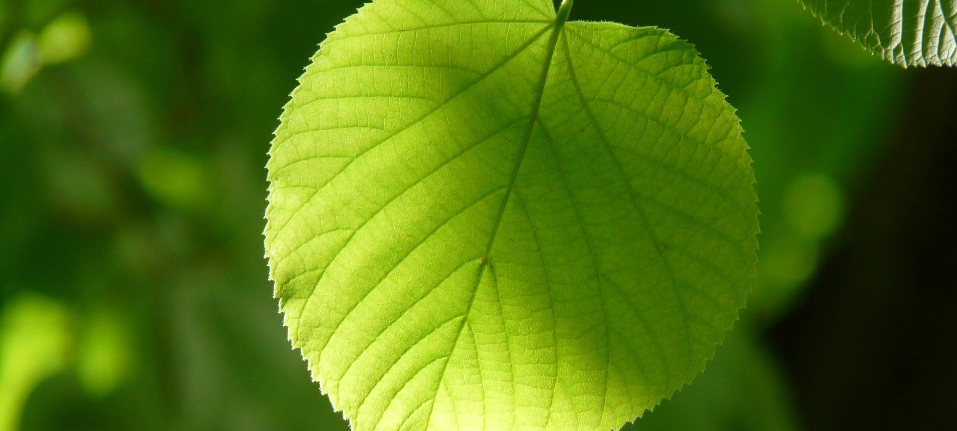 HOLTWICK: Bäume sollen erhalten bleiben