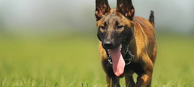 SENDEN: Vorsicht vor Hundeködern