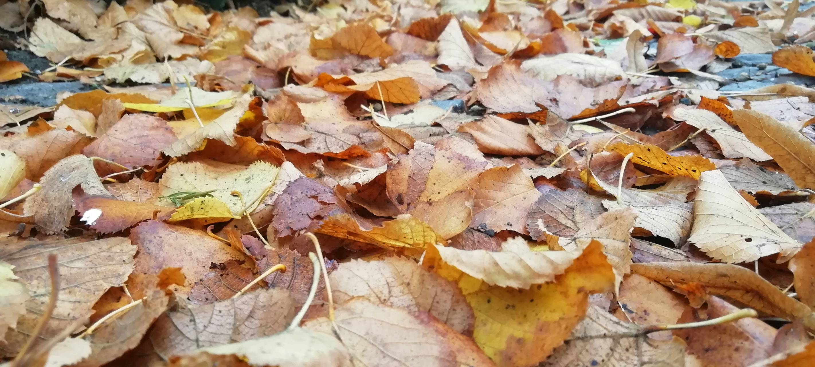 KREIS: Erste Blätter fallen