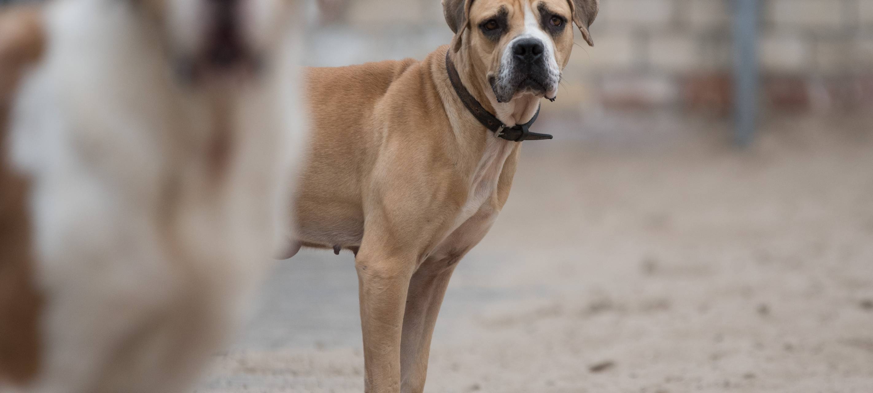 KREIS: Hunde suchen ein Zuhause