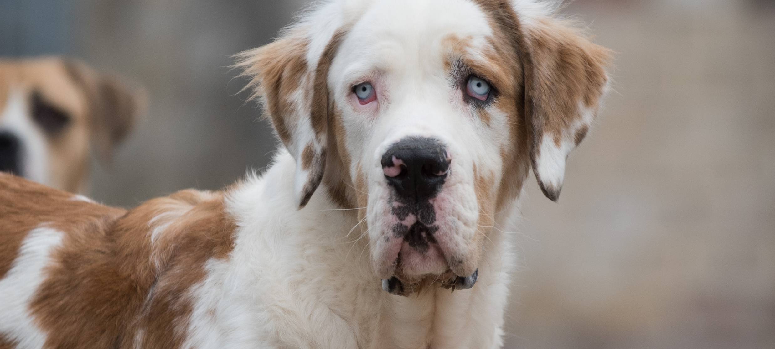 KREIS: Hunde suchen ein Zuhause