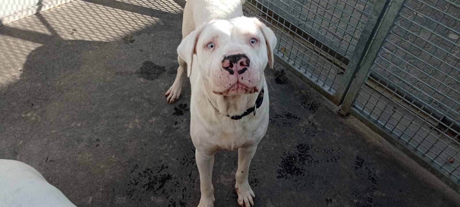KREIS: Hunde suchen ein Zuhause