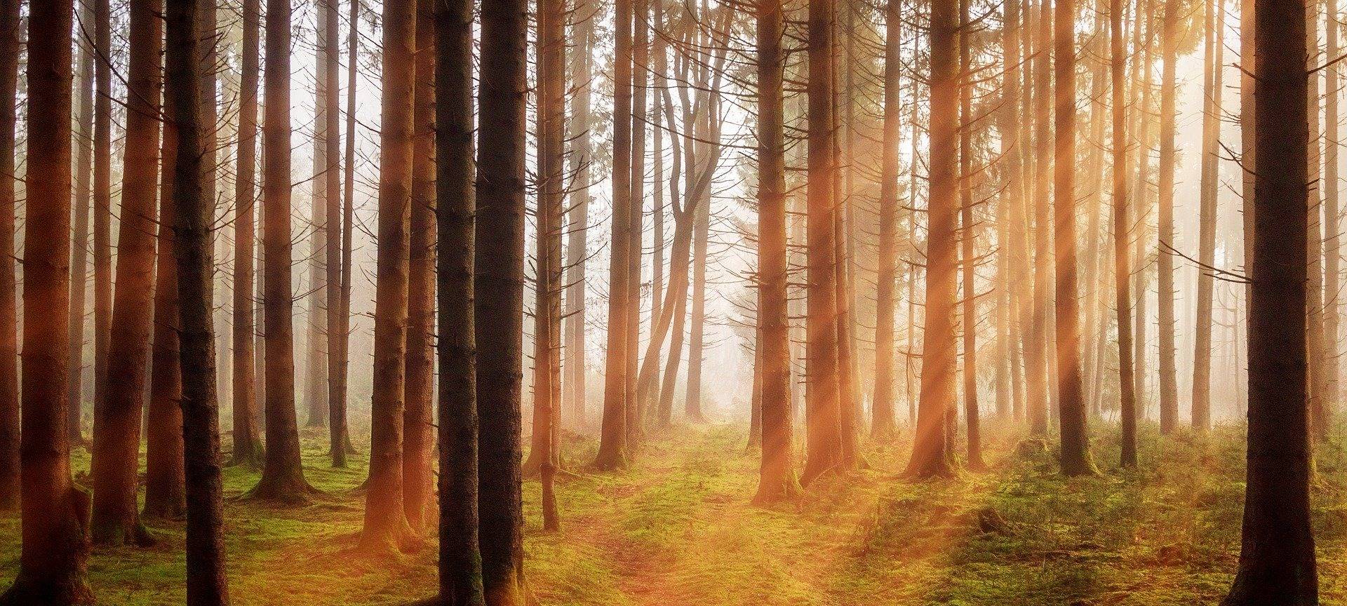 KREIS: Regensommer gut für Wälder