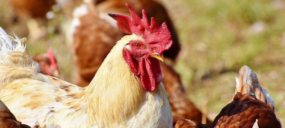 KREIS: Warnung vor Geflügelpest
