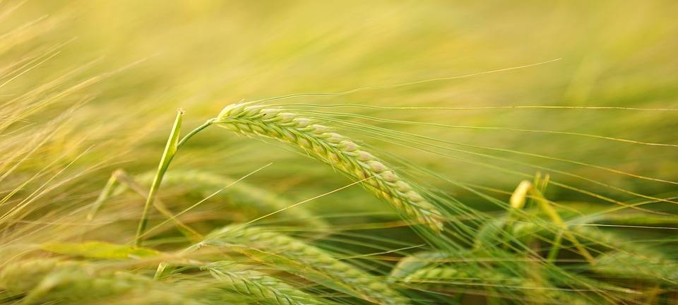 HIDDINGSEL: Landwirt in TV-Spot