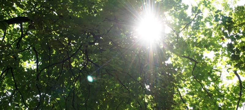 SENDEN: Neue Hecke wird gepflanzt