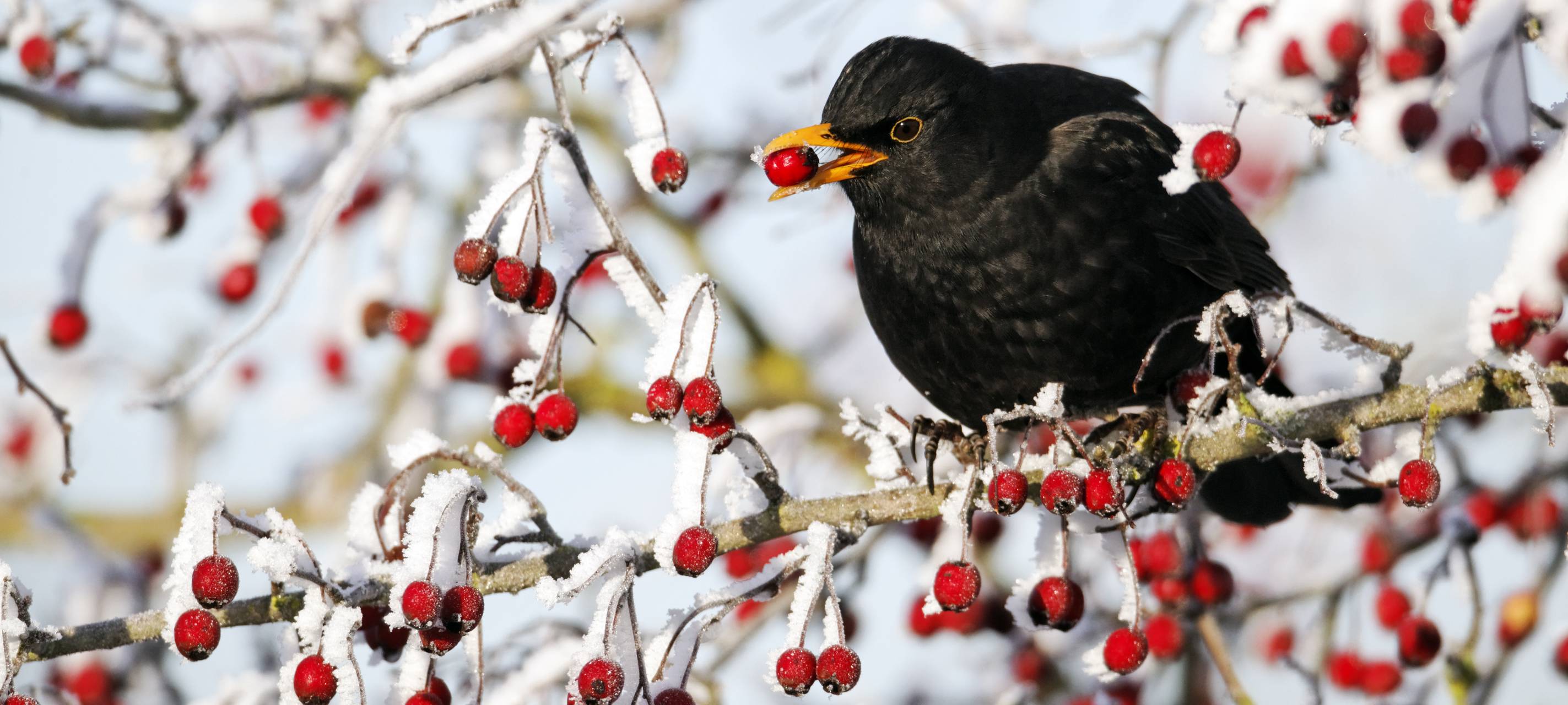KREIS: Wintervögel zählen