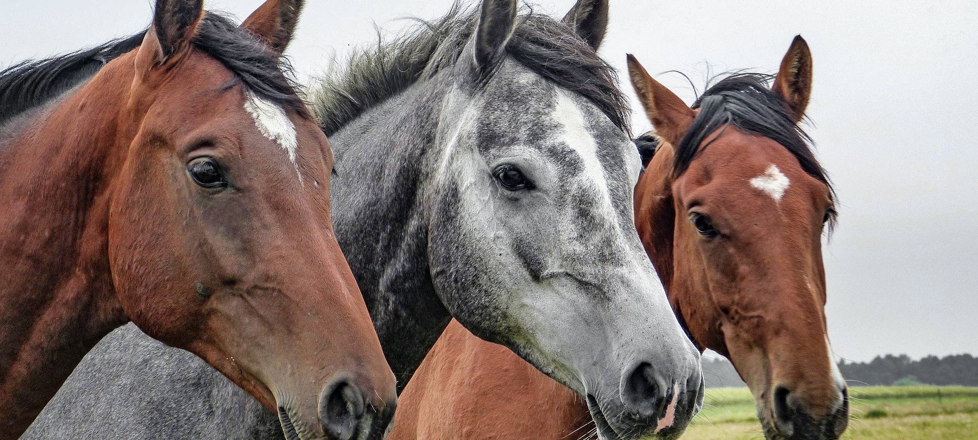 BILLERBECK/NOTTULN: Entlaufene Pferde