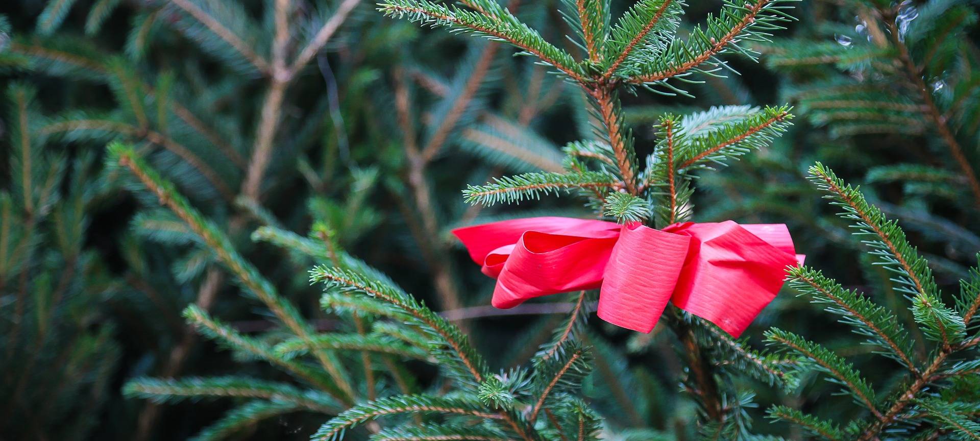Sammel-Termine für Weihnachtsbäume am 15. Januar