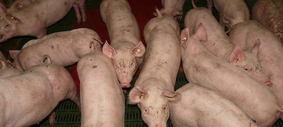 RORUP: Schweinestall in Brand