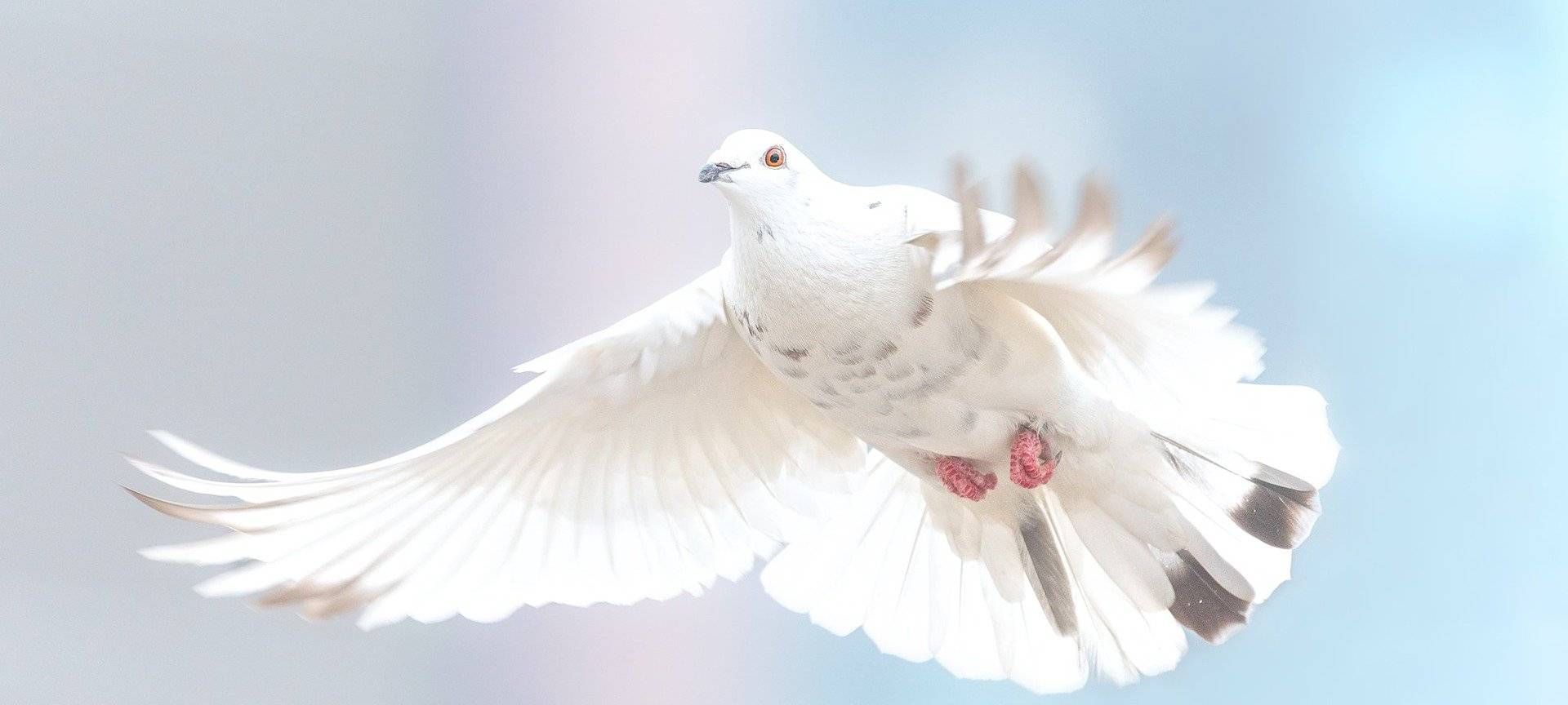 KREIS: Pfadfinder holen Friedenslicht