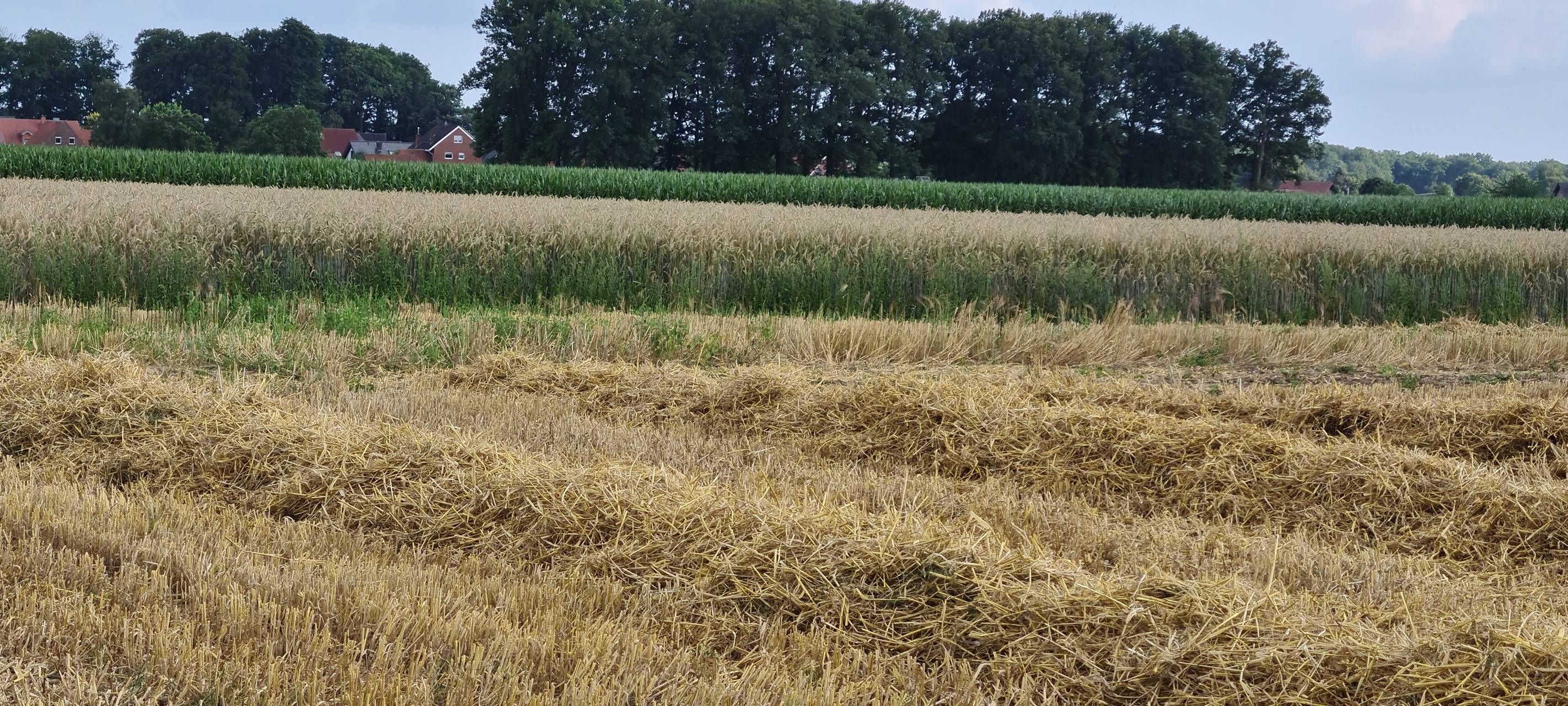 KREIS: Getreide-Engpass durch Krieg?