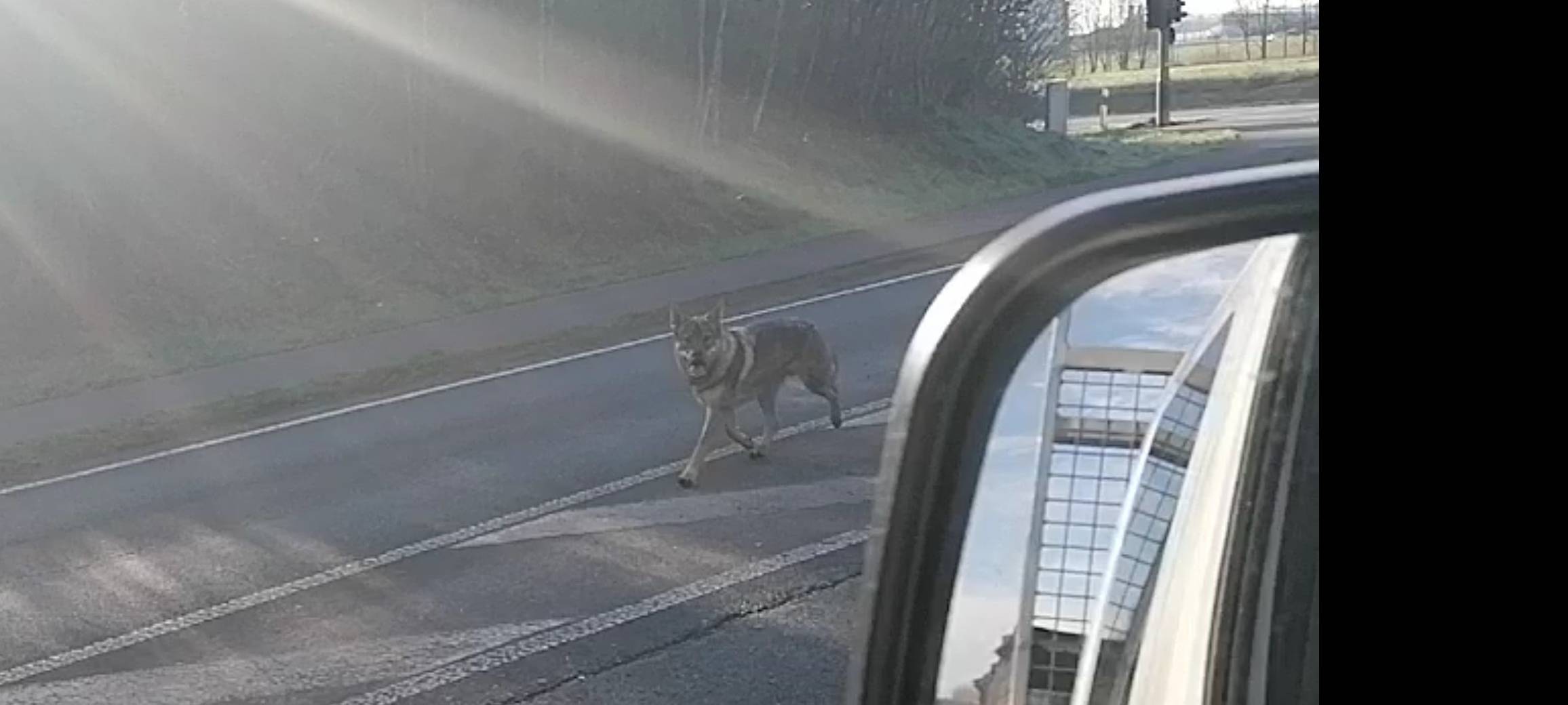 COESFELD: Hund erschossen