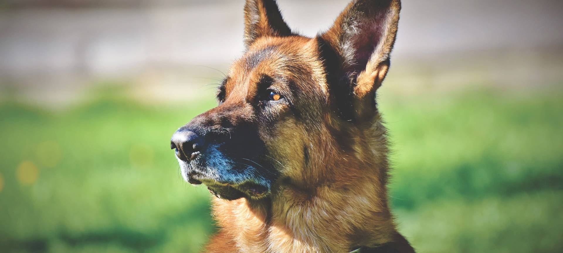 Ihr Thema im Radio: Qualifikation Schäferhunde Weltmeisterschaft