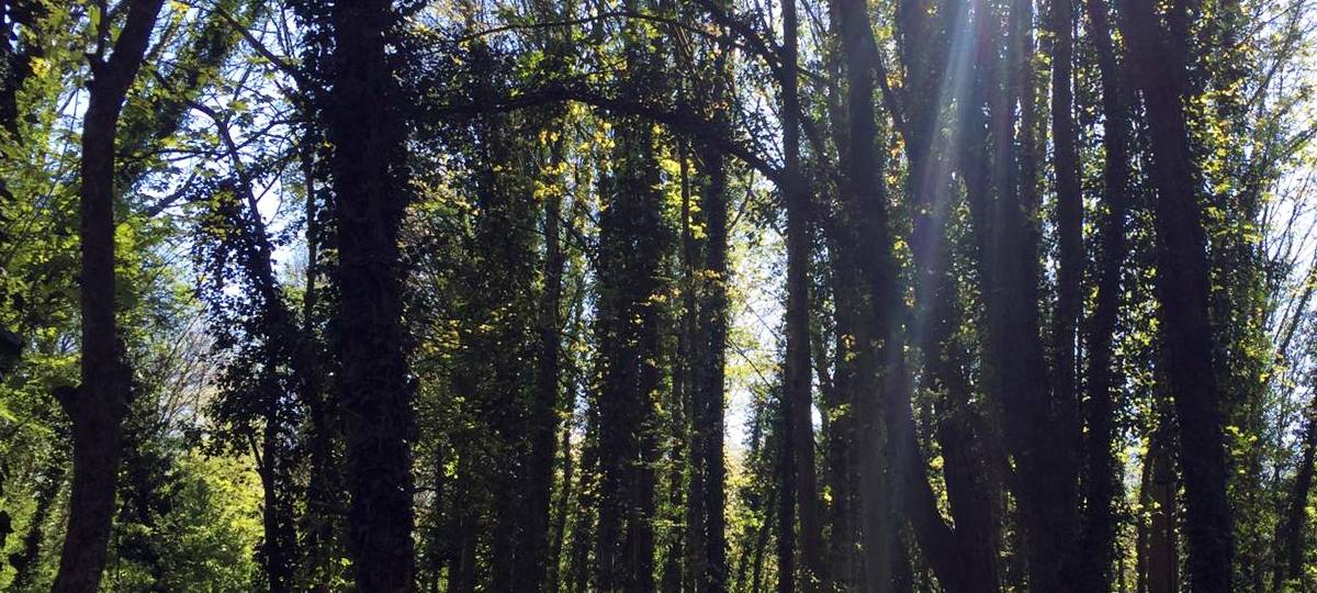 KREIS: Wälder für Klimawandel rüsten